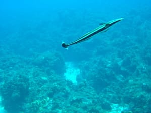 UNDERWATERWORLD